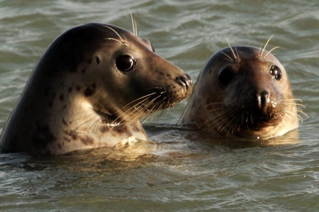 Comfortabel Vakantiehuis Aan Zee En Meer ! カンペルラント エクステリア 写真